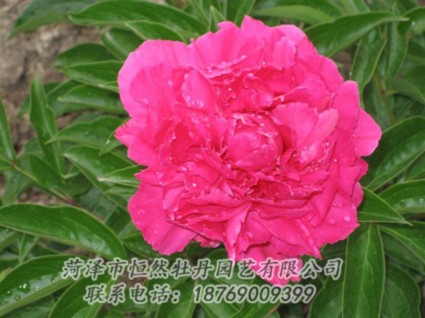 點擊查看詳細(xì)信息<br>標(biāo)題：紅冠芳 閱讀次數(shù)：1132