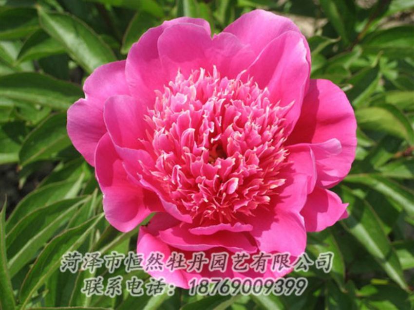 點擊查看詳細信息<br>標題：紅繡球 閱讀次數(shù)：1090