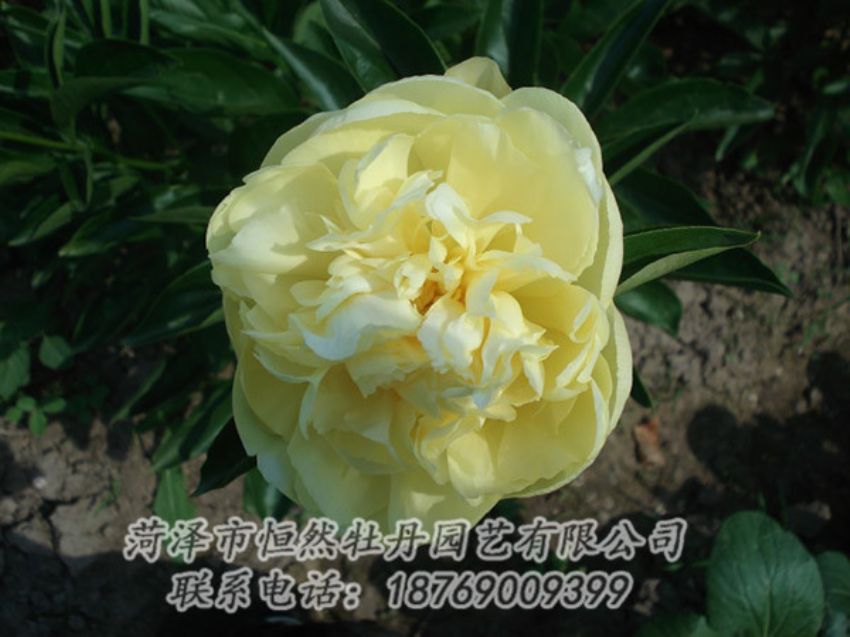 點(diǎn)擊查看詳細(xì)信息<br>標(biāo)題：黃色芍藥 閱讀次數(shù)：1416