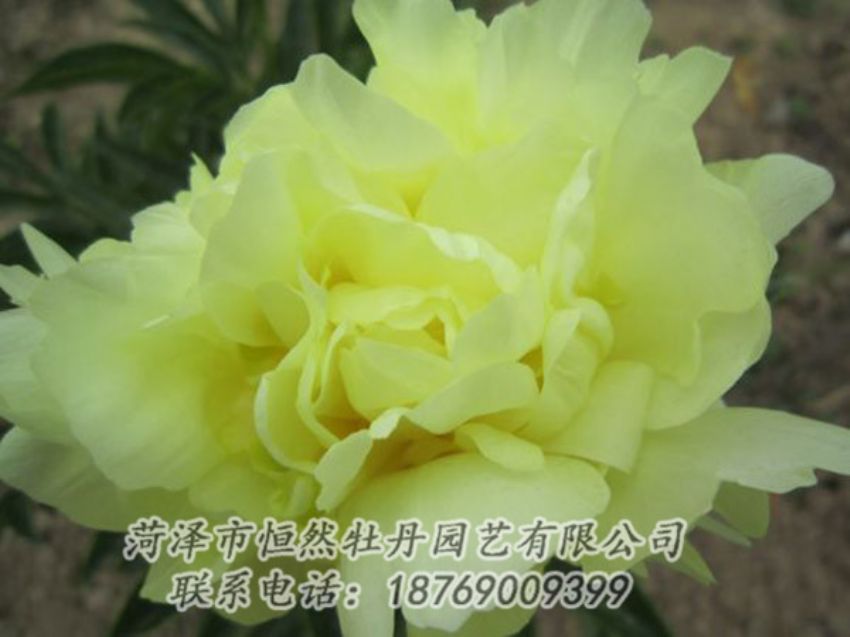 點(diǎn)擊查看詳細(xì)信息<br>標(biāo)題：黃色芍藥 閱讀次數(shù)：1330