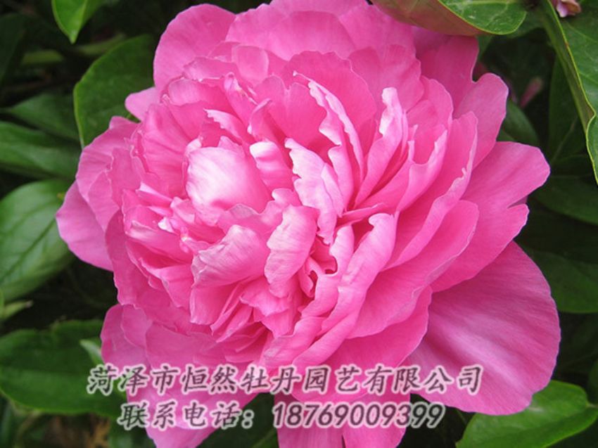 點(diǎn)擊查看詳細(xì)信息<br>標(biāo)題：紅色芍藥 閱讀次數(shù)：1144