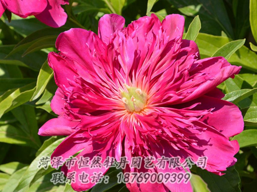 點(diǎn)擊查看詳細(xì)信息<br>標(biāo)題：紅色芍藥 閱讀次數(shù)：1225