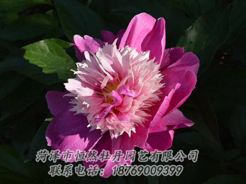 點(diǎn)擊查看詳細(xì)信息<br>標(biāo)題：紅色芍藥 閱讀次數(shù)：1331