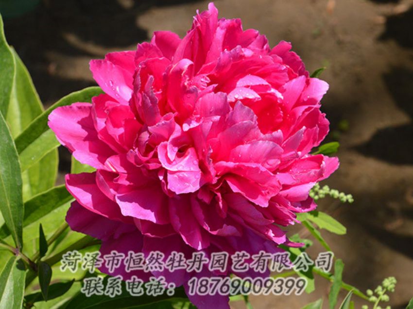 點(diǎn)擊查看詳細(xì)信息<br>標(biāo)題：紅色芍藥 閱讀次數(shù)：1214
