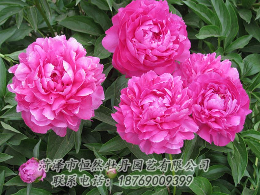 點(diǎn)擊查看詳細(xì)信息<br>標(biāo)題：紅色芍藥 閱讀次數(shù)：1260