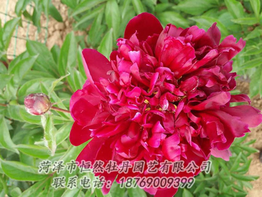點(diǎn)擊查看詳細(xì)信息<br>標(biāo)題：紅色芍藥 閱讀次數(shù)：1268