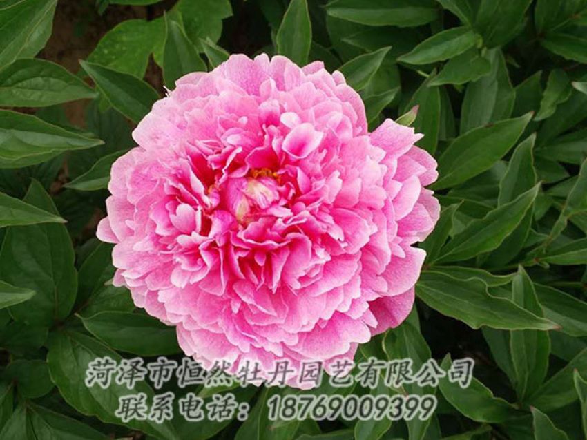 點(diǎn)擊查看詳細(xì)信息<br>標(biāo)題：紅色芍藥 閱讀次數(shù)：1301