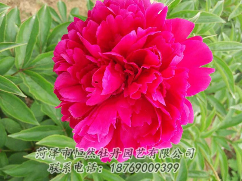 點(diǎn)擊查看詳細(xì)信息<br>標(biāo)題：紅色芍藥 閱讀次數(shù)：1336