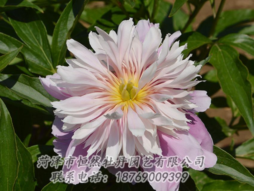 點(diǎn)擊查看詳細(xì)信息<br>標(biāo)題：粉色芍藥 閱讀次數(shù)：1407