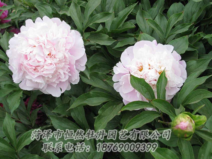 點(diǎn)擊查看詳細(xì)信息<br>標(biāo)題：粉色芍藥 閱讀次數(shù)：1305