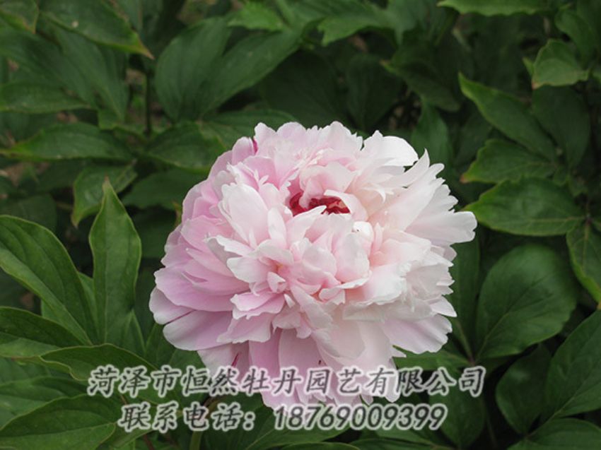 點(diǎn)擊查看詳細(xì)信息<br>標(biāo)題：粉色芍藥 閱讀次數(shù)：1233