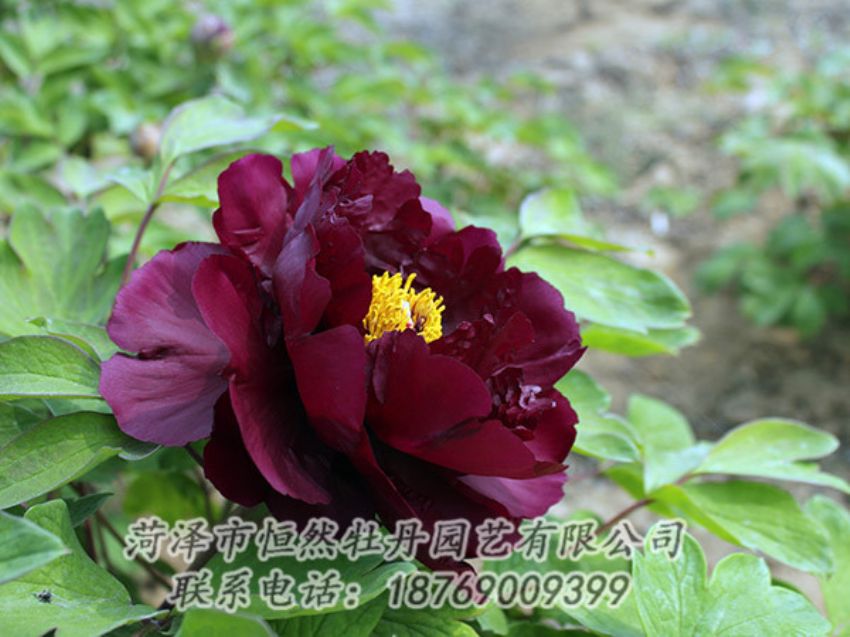 點(diǎn)擊查看詳細(xì)信息<br>標(biāo)題：黑色牡丹 閱讀次數(shù)：1248