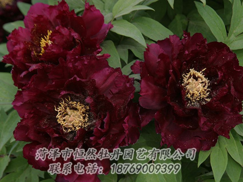 點(diǎn)擊查看詳細(xì)信息<br>標(biāo)題：黑色牡丹 閱讀次數(shù)：1299