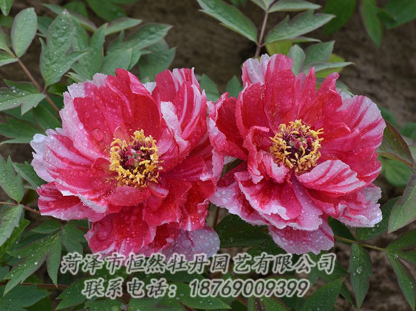 點(diǎn)擊查看詳細(xì)信息<br>標(biāo)題：復(fù)色牡丹 閱讀次數(shù)：1347