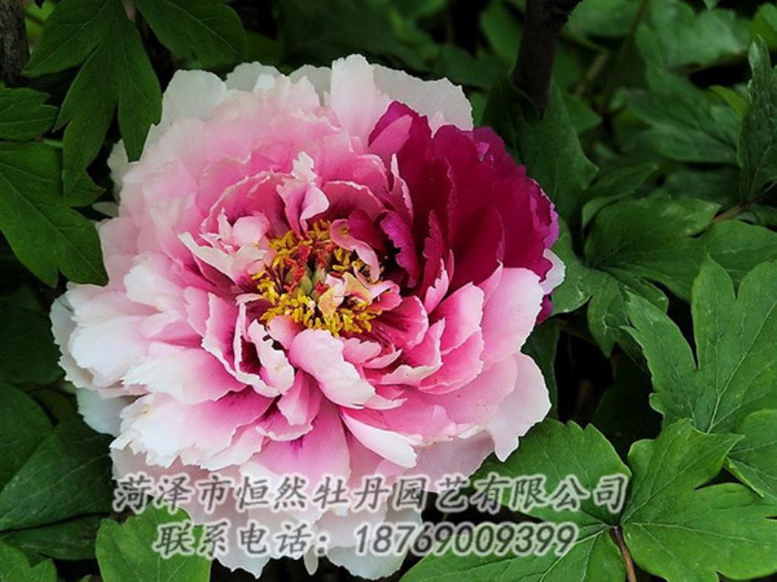 點(diǎn)擊查看詳細(xì)信息<br>標(biāo)題：復(fù)色牡丹 閱讀次數(shù)：1360