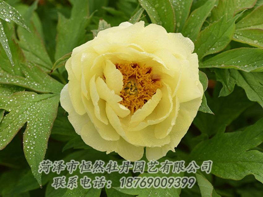 點(diǎn)擊查看詳細(xì)信息<br>標(biāo)題：黃色牡丹 閱讀次數(shù)：1247