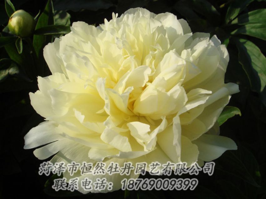 點(diǎn)擊查看詳細(xì)信息<br>標(biāo)題：黃色牡丹 閱讀次數(shù)：1208