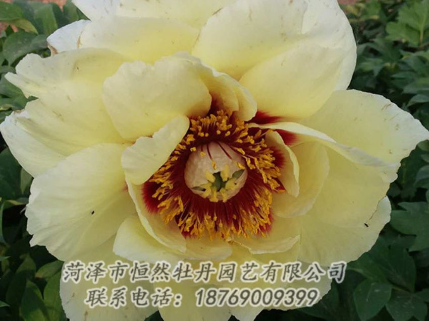 點(diǎn)擊查看詳細(xì)信息<br>標(biāo)題：黃色牡丹 閱讀次數(shù)：1295