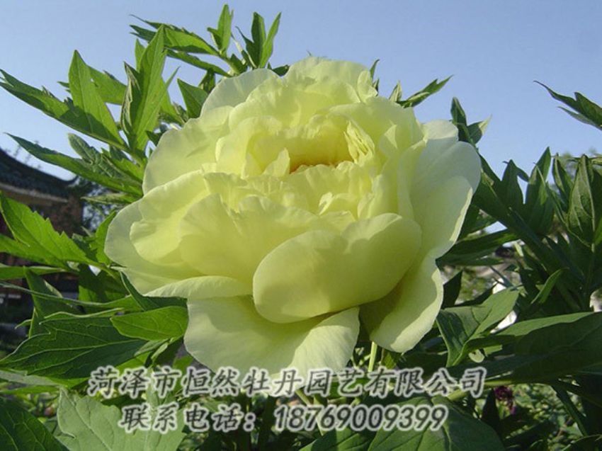 點(diǎn)擊查看詳細(xì)信息<br>標(biāo)題：黃色牡丹 閱讀次數(shù)：1245