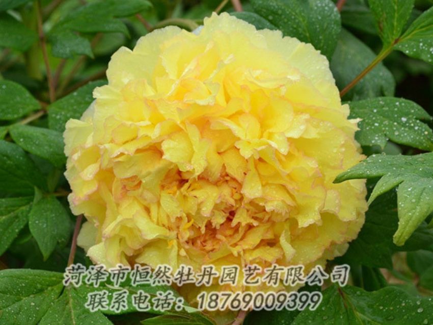 點(diǎn)擊查看詳細(xì)信息<br>標(biāo)題：黃色牡丹 閱讀次數(shù)：1289