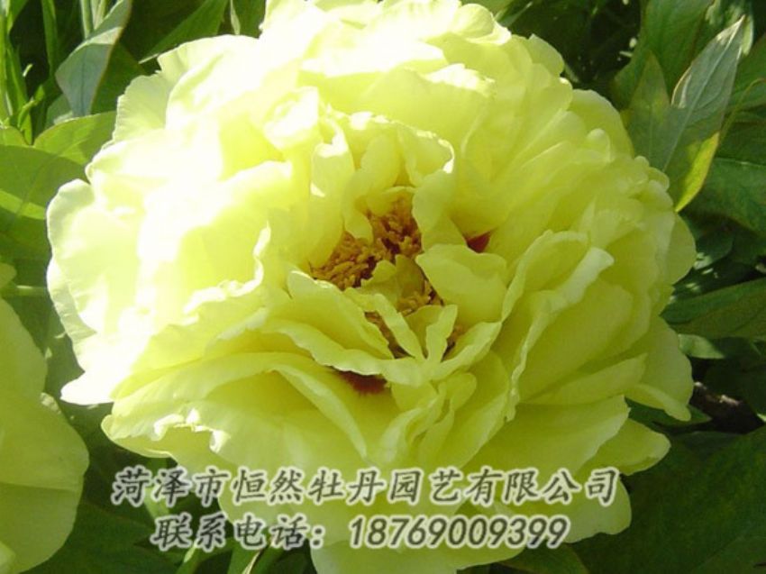 點(diǎn)擊查看詳細(xì)信息<br>標(biāo)題：黃色牡丹 閱讀次數(shù)：1278