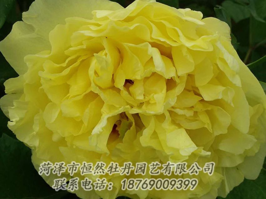 點(diǎn)擊查看詳細(xì)信息<br>標(biāo)題：黃色牡丹 閱讀次數(shù)：1187