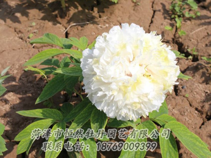 點擊查看詳細信息<br>標題：白色牡丹 閱讀次數(shù)：1303