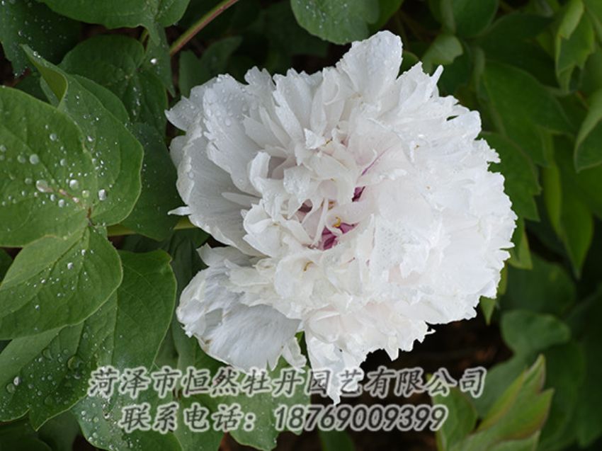 點擊查看詳細信息<br>標題：白色牡丹 閱讀次數(shù)：1266