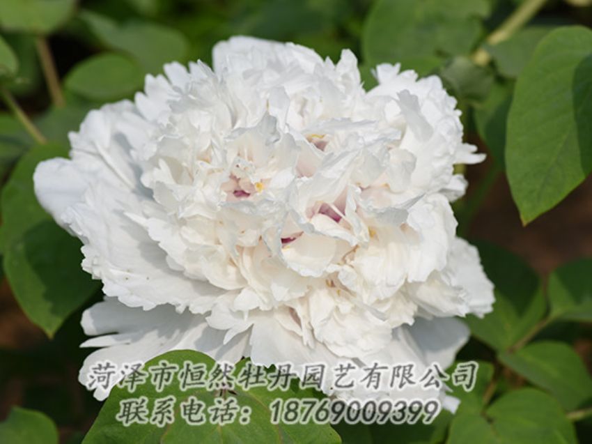 點擊查看詳細信息<br>標題：白色牡丹 閱讀次數(shù)：1306