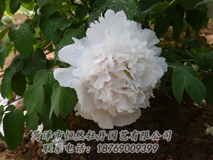 點擊查看詳細信息<br>標題：白色牡丹 閱讀次數(shù)：1241