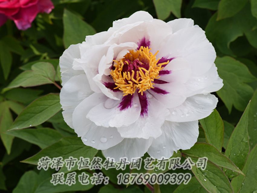 點擊查看詳細信息<br>標題：白色牡丹 閱讀次數(shù)：1305