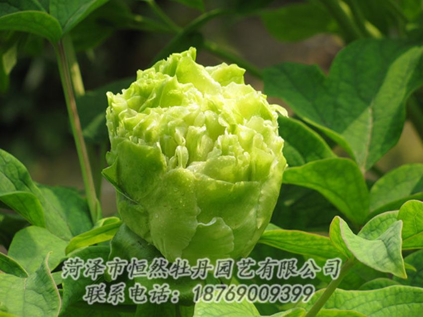 點擊查看詳細信息<br>標題：綠色牡丹 閱讀次數(shù)：1390