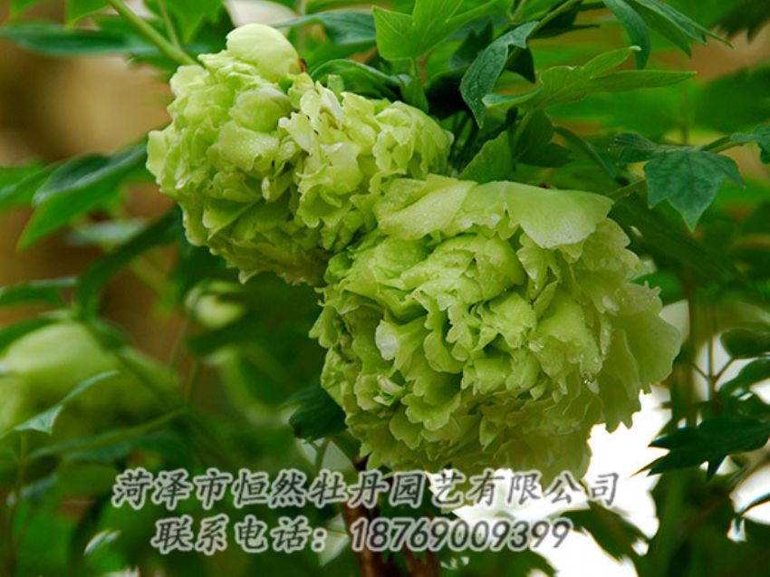 點擊查看詳細信息<br>標題：綠色牡丹 閱讀次數(shù)：1368