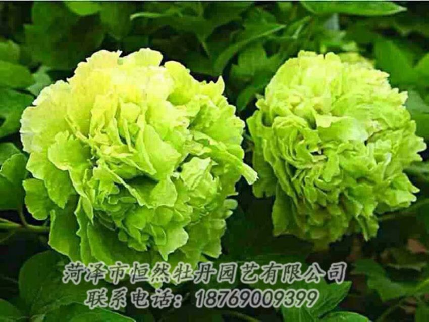 點擊查看詳細信息<br>標題：綠色牡丹 閱讀次數(shù)：1466