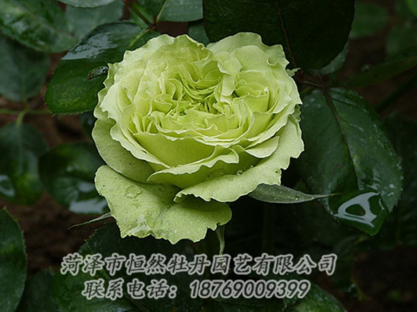 點擊查看詳細信息<br>標題：綠色牡丹 閱讀次數(shù)：1412