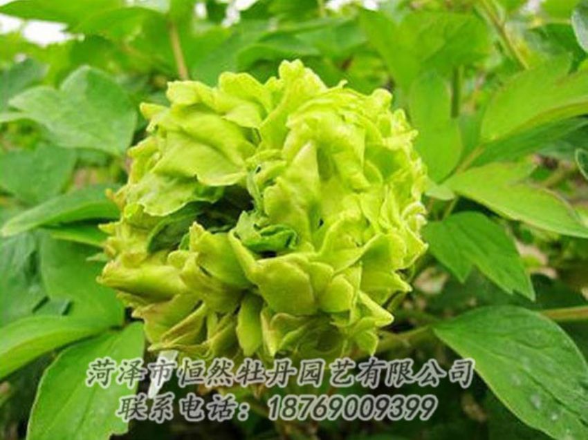 點擊查看詳細信息<br>標題：綠色牡丹 閱讀次數(shù)：1390