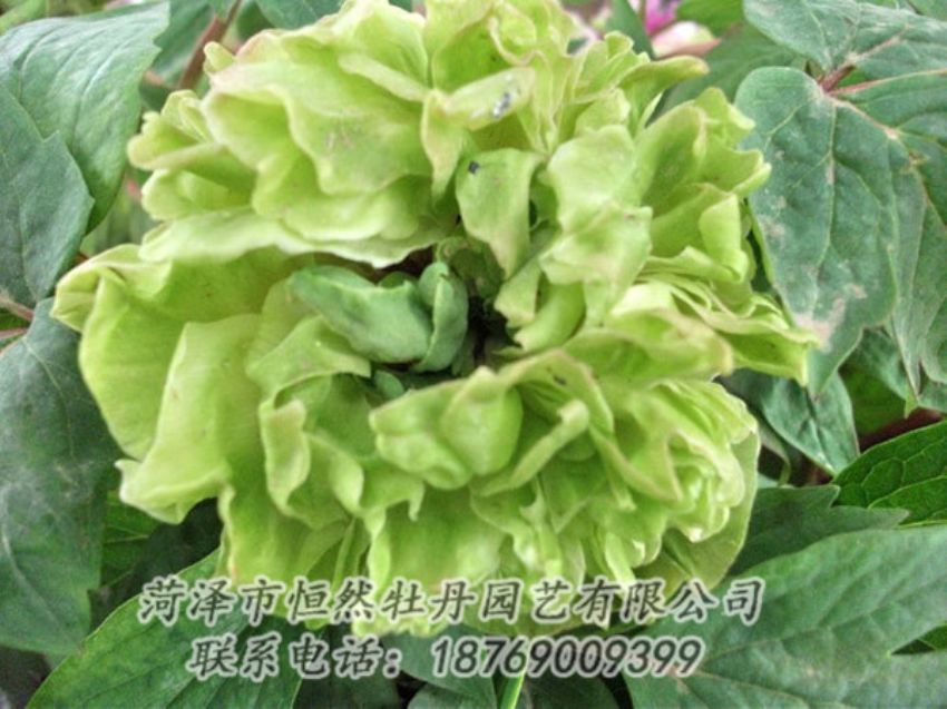 點擊查看詳細信息<br>標題：綠色牡丹 閱讀次數(shù)：1509