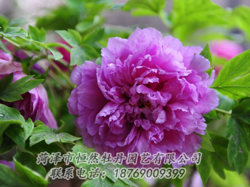 點(diǎn)擊查看詳細(xì)信息<br>標(biāo)題：紫色牡丹 閱讀次數(shù)：1526