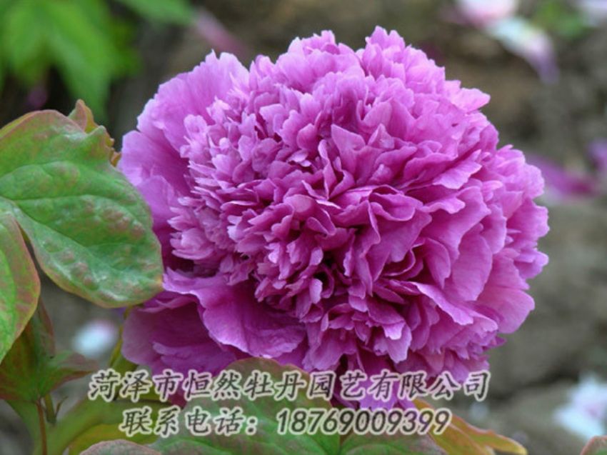 點(diǎn)擊查看詳細(xì)信息<br>標(biāo)題：紫色牡丹 閱讀次數(shù)：1910