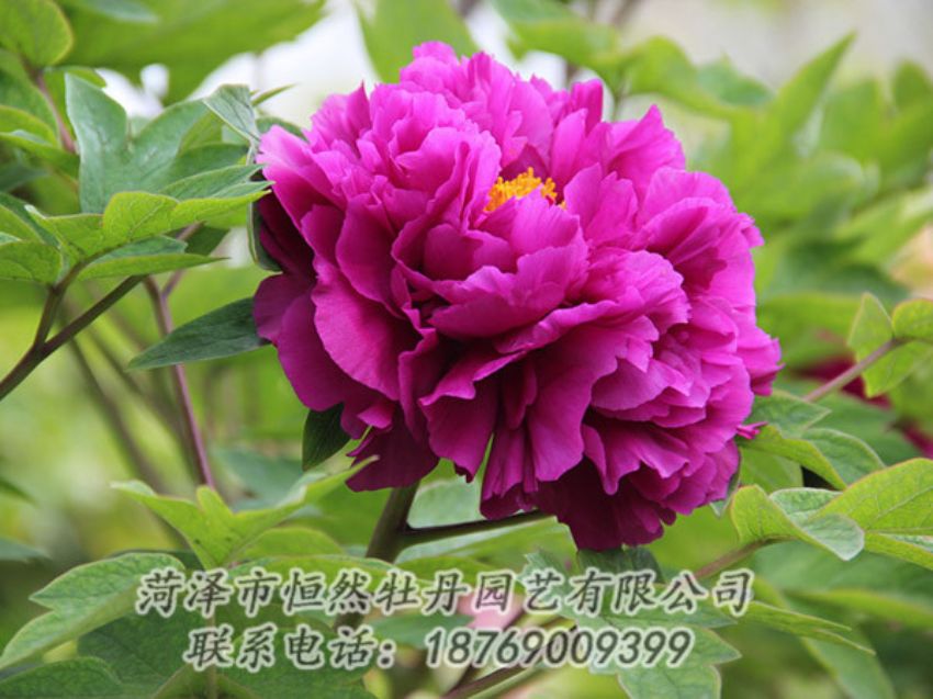 點(diǎn)擊查看詳細(xì)信息<br>標(biāo)題：紫色牡丹 閱讀次數(shù)：1998