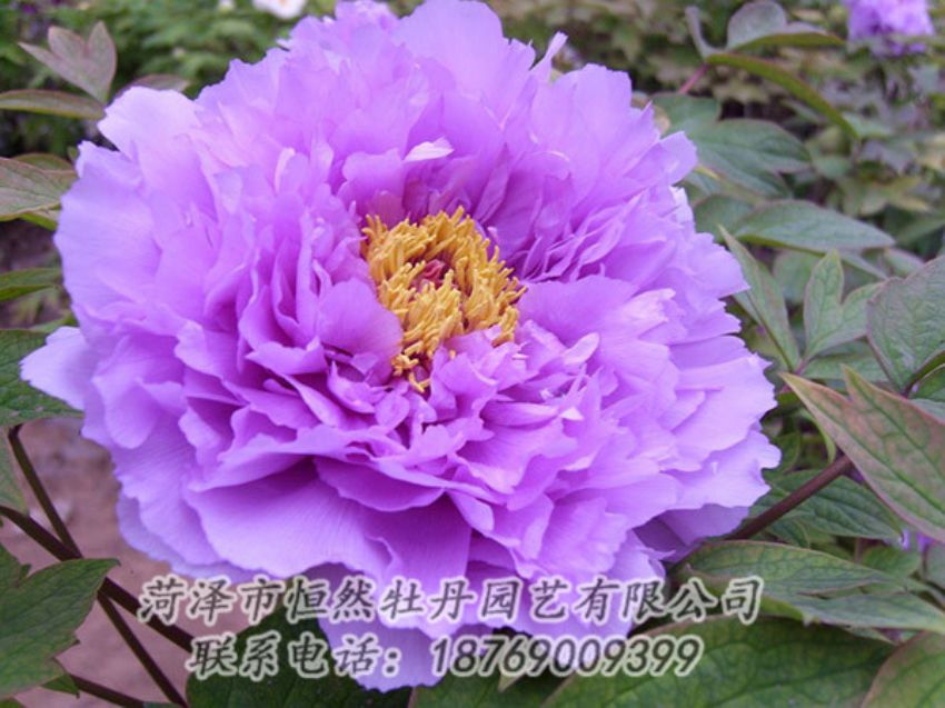 點(diǎn)擊查看詳細(xì)信息<br>標(biāo)題：紫色牡丹 閱讀次數(shù)：2007