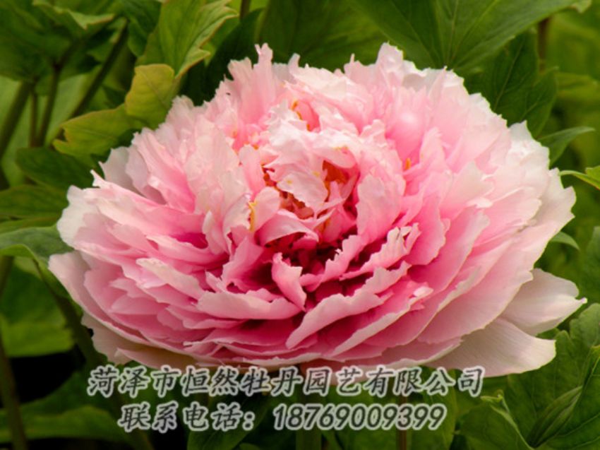 點擊查看詳細信息<br>標(biāo)題：粉色牡丹 閱讀次數(shù)：2123