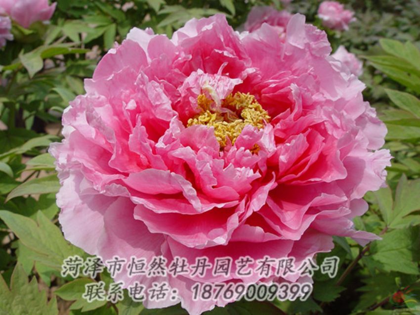 點擊查看詳細信息<br>標(biāo)題：粉色牡丹 閱讀次數(shù)：2087