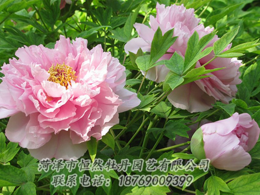 點(diǎn)擊查看詳細(xì)信息<br>標(biāo)題：粉色牡丹 閱讀次數(shù)：1967