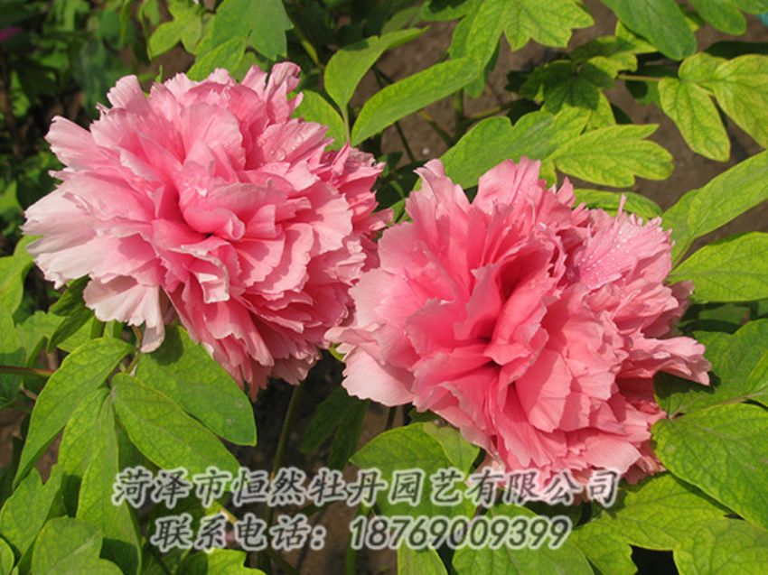 點(diǎn)擊查看詳細(xì)信息<br>標(biāo)題：粉色牡丹 閱讀次數(shù)：1935