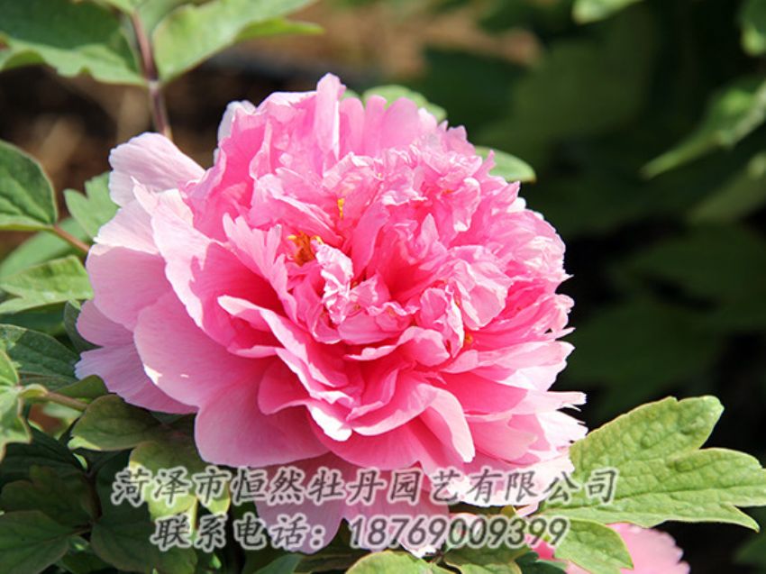 點(diǎn)擊查看詳細(xì)信息<br>標(biāo)題：粉色牡丹 閱讀次數(shù)：1958