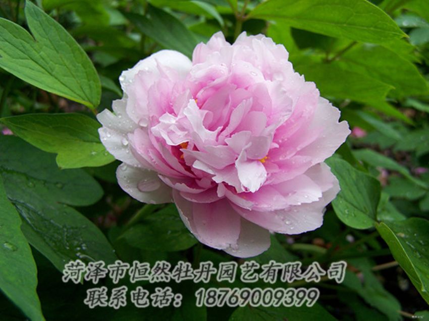 點(diǎn)擊查看詳細(xì)信息<br>標(biāo)題：粉色牡丹 閱讀次數(shù)：1853