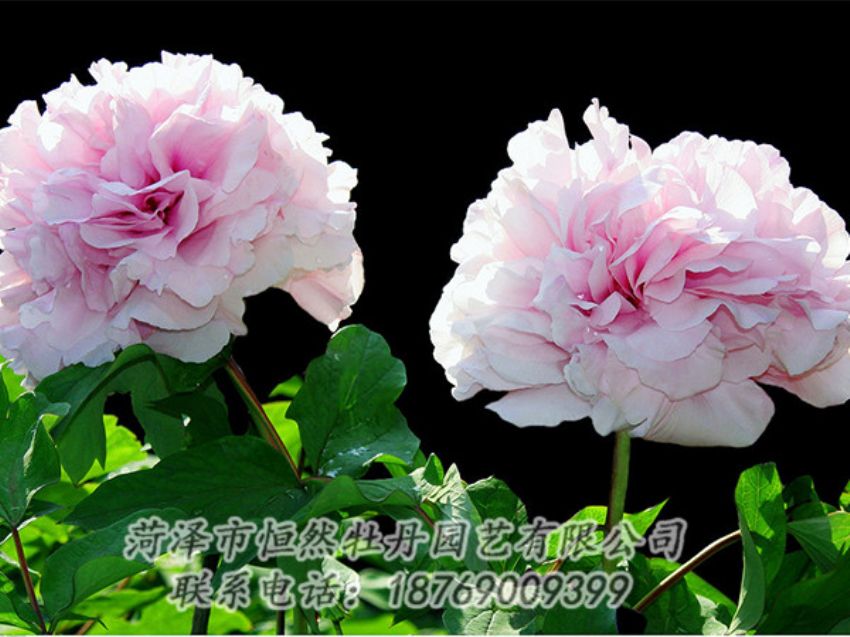 點(diǎn)擊查看詳細(xì)信息<br>標(biāo)題：粉色牡丹 閱讀次數(shù)：2012