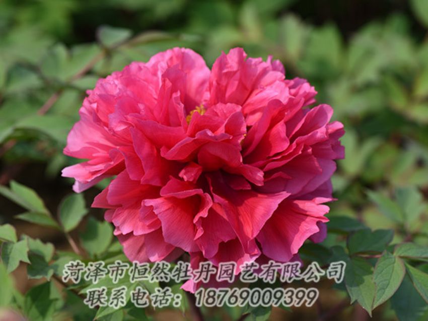 點(diǎn)擊查看詳細(xì)信息<br>標(biāo)題：紅色牡丹 閱讀次數(shù)：2069