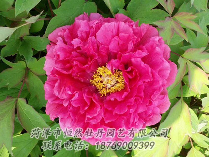 點(diǎn)擊查看詳細(xì)信息<br>標(biāo)題：紅色牡丹 閱讀次數(shù)：2189